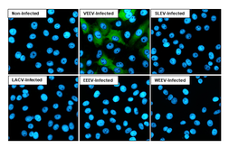 Anti-Venezuelan Equine Encephalitis Virus nsP2 antibody [HL1919] used in Immunocytochemistry/ Immunofluorescence (ICC/IF). GTX637668